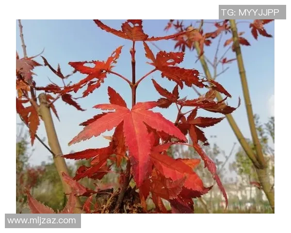 初次熔断!成都锦城队主场迎战巴中红叶队,21133名球迷热心点着初冬赛场 初次熔断!成都锦城队主场迎战巴中红叶队,21133名球迷热心点着初冬赛场
